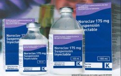 NOROCLAV INJECTABLE 100ML | INJECTABLE ANTIBIOTIC FOR DOGS - GosVet